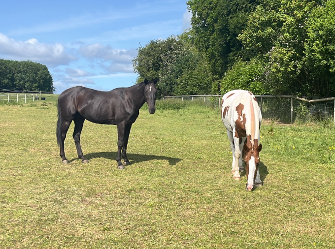 Two horses in a field.