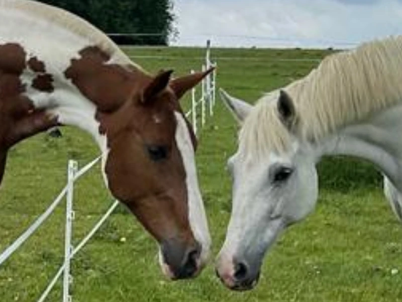 Montezuma Horses 10
