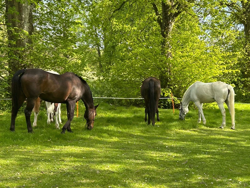 Montezuma Horses 3