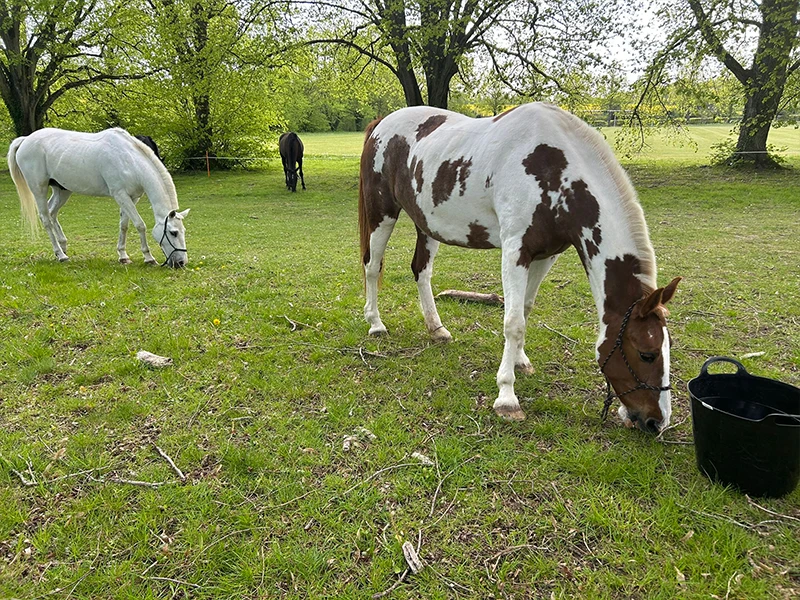Montezuma Horses 4