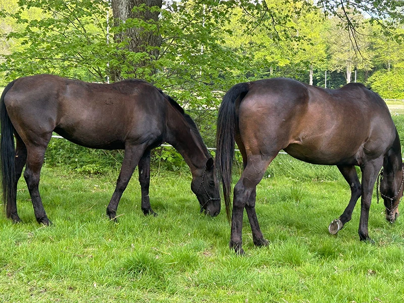 Montezuma Horses 5