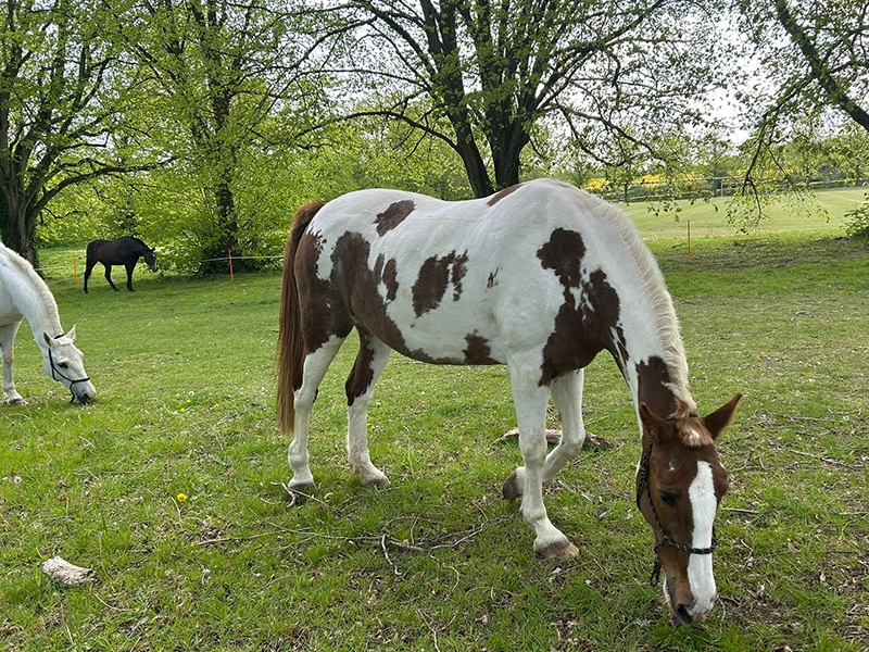 Montezuma Horses 6