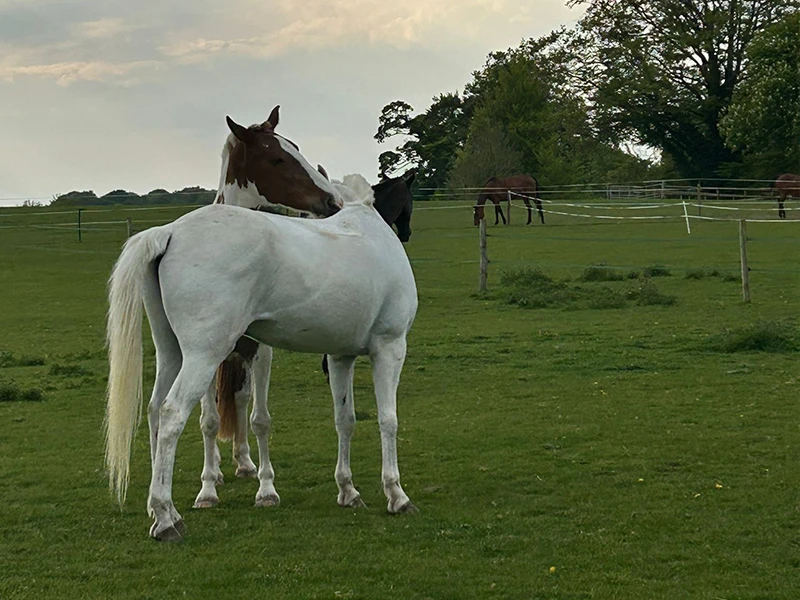 Montezuma Horses 7