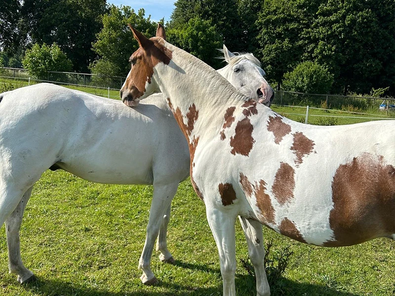 Montezuma Horses 8