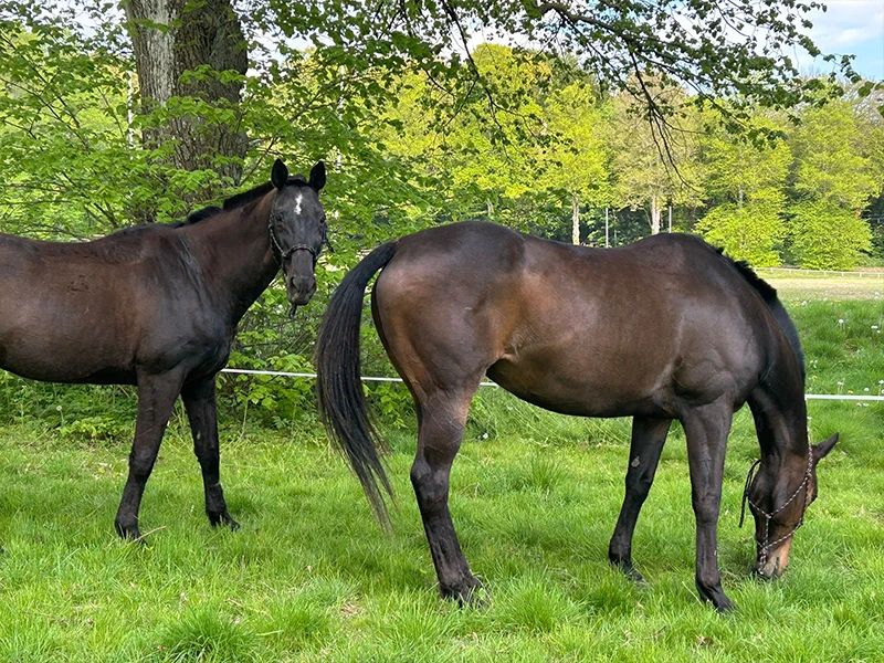 Montezuma Horses 9